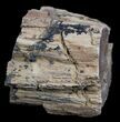 Unpolished Petrified Wood Limb - Blue Forest #6227-2